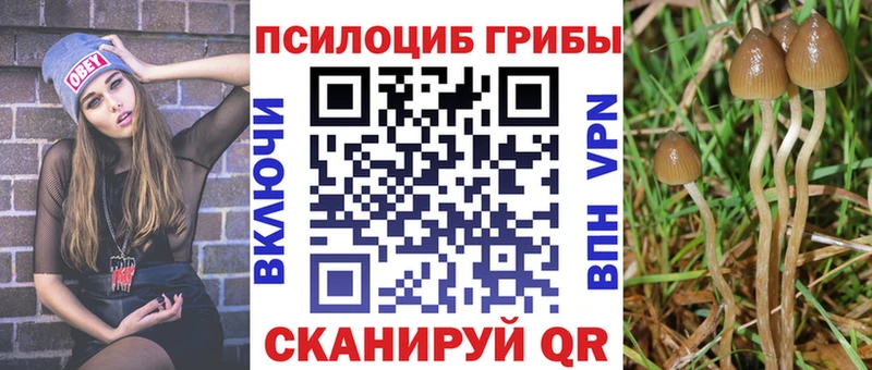сколько стоит  Егорьевск  Галлюциногенные грибы Cubensis 